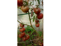 Томат Rebel Starfighter Prime (Мятежный звездный истребитель)