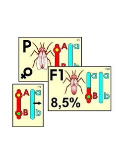 Модель-аппликация "Перекрест хромосом" (ламинированная)