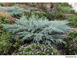 Можжевельник виргинский Грей Оул - Grey Owl