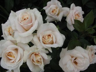 Лионс Роуз (Lions Rose) роза
