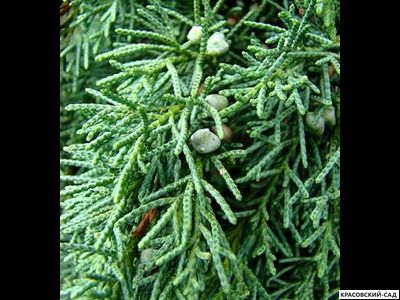 Можжевельник Матхот - Mathot