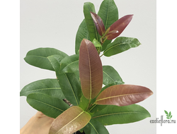 Ficus superba var. henneana / фикус суперба хениана