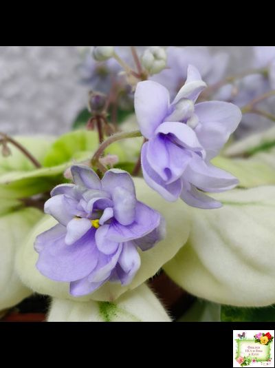 ЛЕ-Хрустальный Водопад Голд (Е. Лебецкая /С. Новгородова) 2018 трейлер