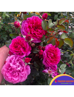 Джеймс Л.Остин (James L.Austin)