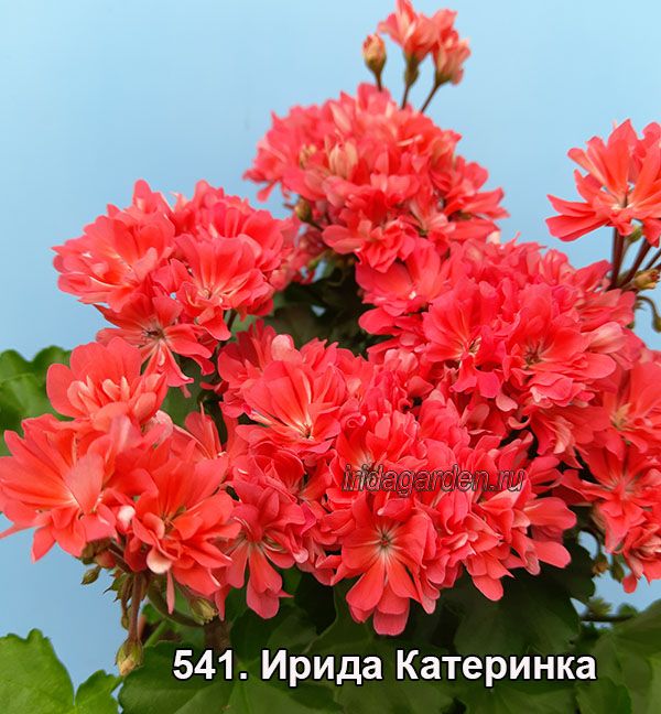 пеларгония Ирида Катеринка