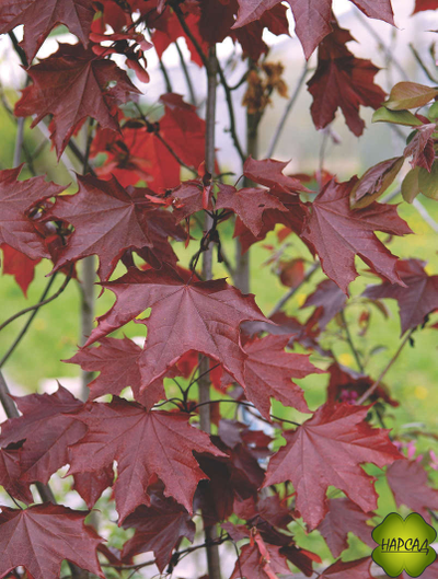 Клен остролистный "Роял Ред" (саженец 1,5 м)