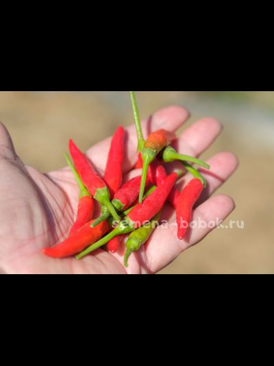 Перец острый Скай Пайрет (Sky pirate), 10 шт