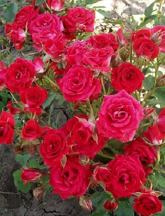 Штамбовая роза розовая, красная, фиолетовый спрей, ЗКС