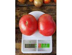 Томат гном ОПО (OPO)