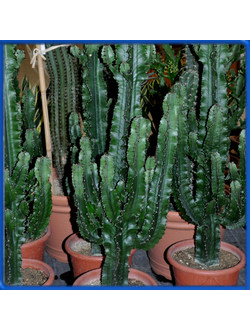 Euphorbia eritrea