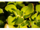 Crassula ovata - Крассула Овата, Крассула овальная, Денежное дерево, Толстянка овальная
