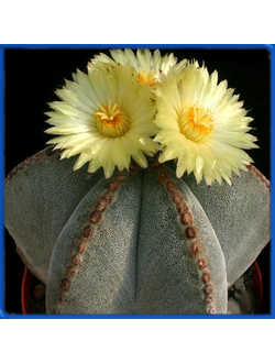 Astrophytum myriostigma