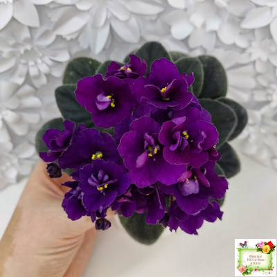 Jolly Prince (H.Pittman), #10462 (11/21/2011), DAVS 1731, TX Hyb