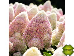 ГОРТЕНЗИЯ метельчатая "САММЕР ЛАВ" (очень густые соцветия, компактная, можно сажать в контейнер)