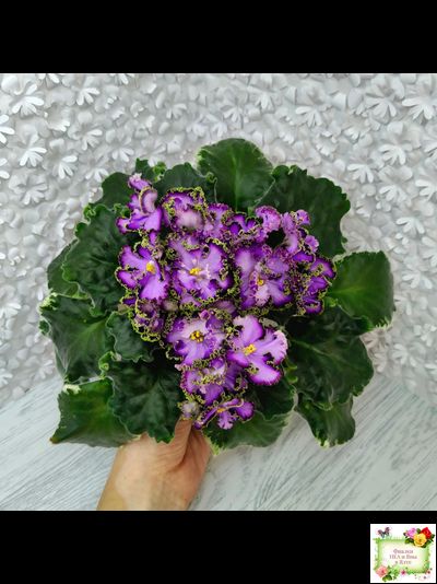 АВ-Пенная Вечеринка (Фиалковод) 2021 г. (лист посажен 27/01/26)