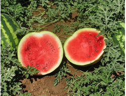 Арбуз "Эркен"