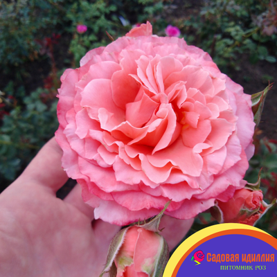 Лоран Каброль (Laurent Cabrol)