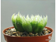 Haworthia Cooperi Picturata