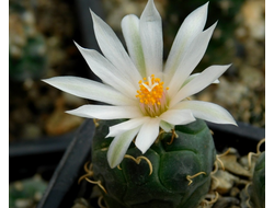 Turbinicarpus rioverdensis PP 204 - 5 семян