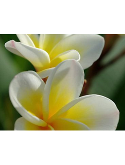 FRANGIPANI (Plumeria Alba) Absolute 50% / Франжипани белый абсолют