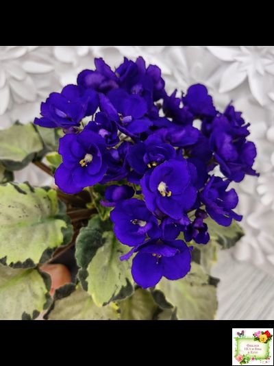 Harmony's Little Stinker-2 (Harmony) листовая химера