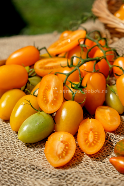 Томат Märchengold (Сказочное Золото), 10 шт