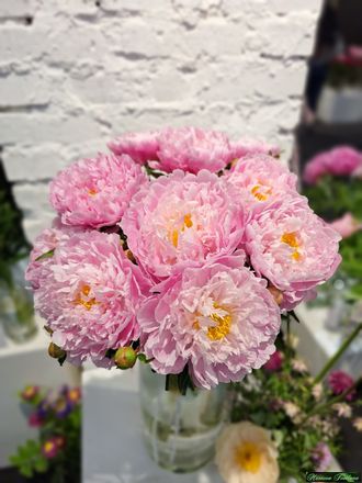 Paeonia pink charmer