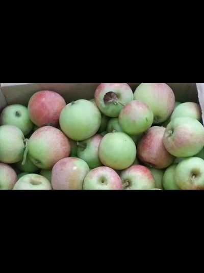 Акаевская красавица (яблоня)