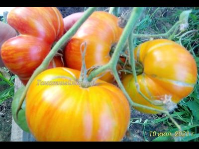 Томат Король красоты (Beauty King)