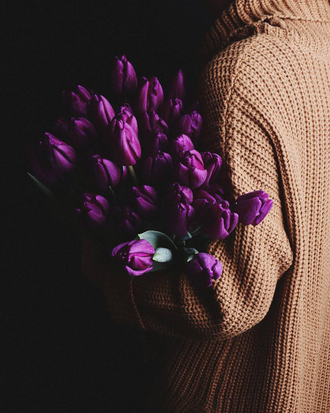 Tulips Violet