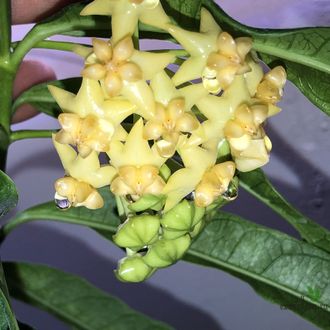 Hoya Platicaulis