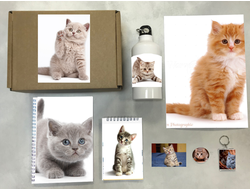 Бокс с котиками №4