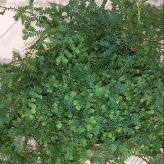 Selaginella uncinata / Селагинелла унцината (листочки с иризацией)