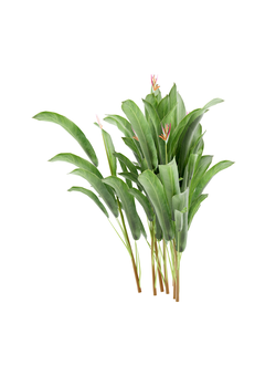 тропические Геликония попугайная