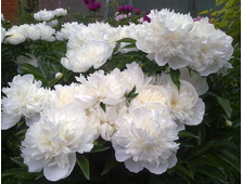 Пион Duchesse de Nemours, ЗКС, котейнер 4 л.