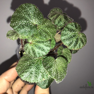 Begonia ningmingensis var. bella