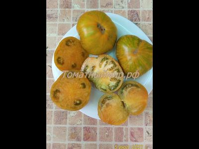 Томат Kozula 179 (Zebra Zolta /Volta , Польша)