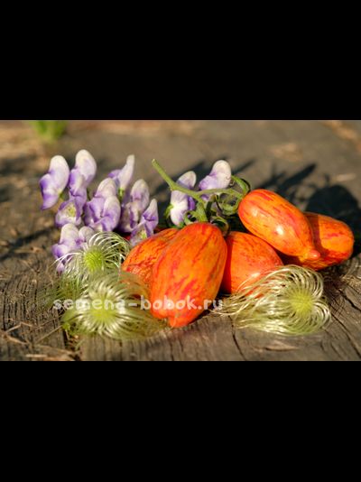 Томат Безумство Кассади (Casady's Folly/Кэсидис Фоли), 10 шт.