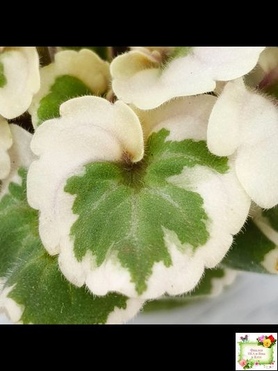 Milk’s Ten Cats (S.Fu) (05/31/2015) листовая химера