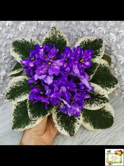 РС-Астролог (С. Репкина) 2020 г.