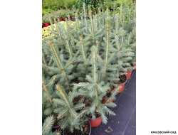 Ель Роял Блю фото в саду - красовский-сад.рф