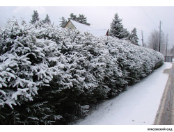 Голубая Ель - Blue spruce