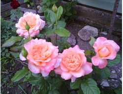 Самаритен, Ч/Г, Harkness