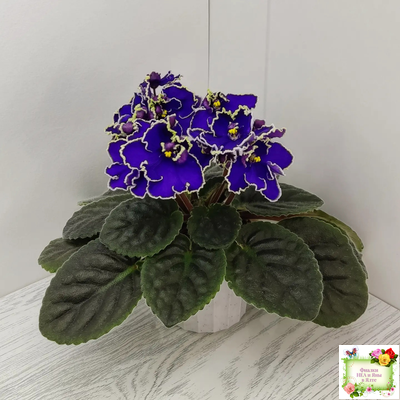 ЛЕ-Прекрасная Креолка (Е. Лебецкая) 2009 г