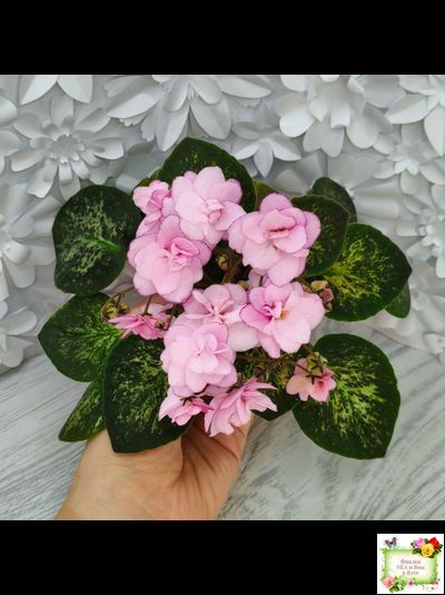 Lilian Sparkler (E.Champion) (мозаичник)