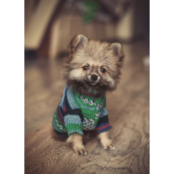D0204 Пес в свитере