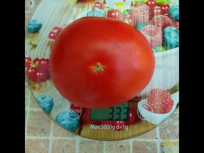Томат Земляника Маргариты (Strawberry Margarita) США