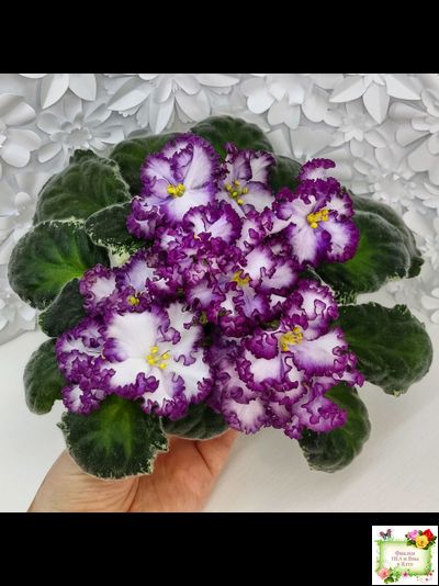 АВ-Навсегда (Фиалковод) 2021 г. (лист посажен 03.11.25)