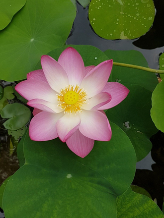 Лотос розовый / орехоносный (Nelumbo nucifera) абсолю 2 г