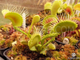 Dionaea muscipula Trichterfalle (Funnel trap)